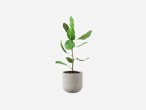 Plant Set 1
