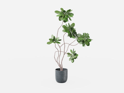 Plant Set 3