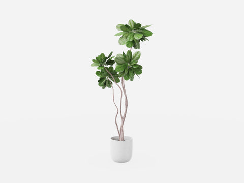 Plant Set 3