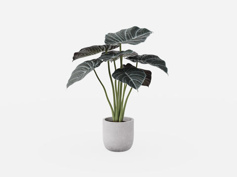 Plant Set 3