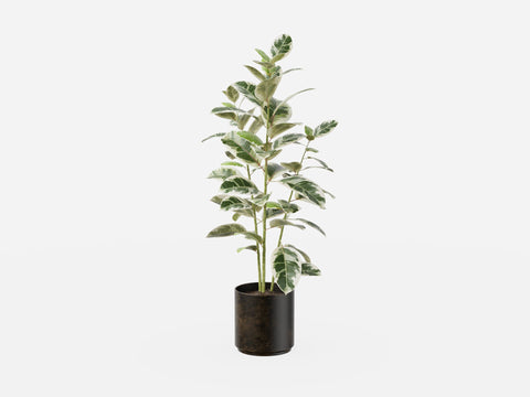 Plant Set 3