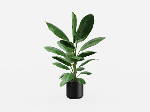Plant Set 3