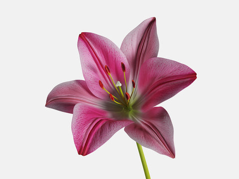 Floral Elements