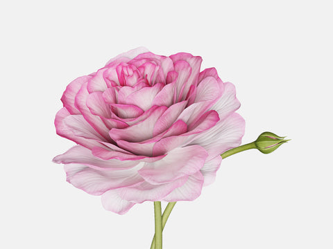 Floral Elements
