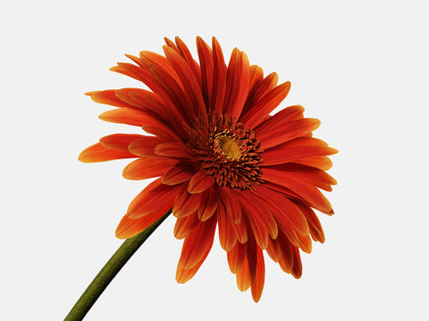 Floral Elements