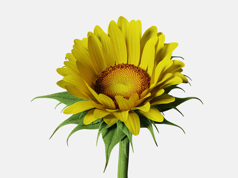 Floral Elements