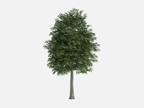 Trees & Shrubs Pack