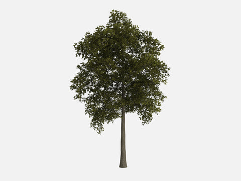 Trees & Shrubs Pack