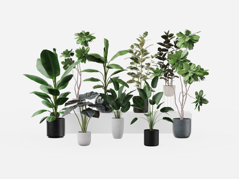 Plant Collection