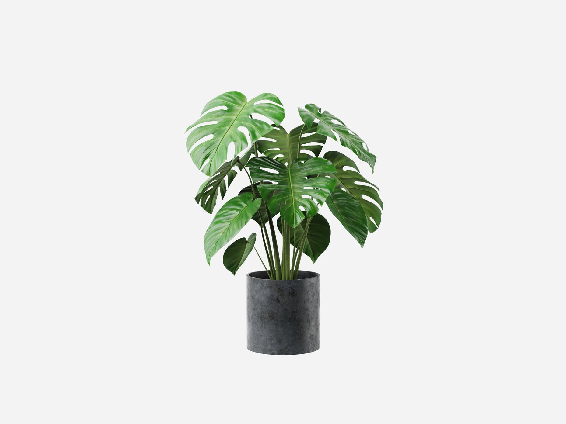 Plant Collection 1 - Visune Keyshot Store