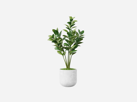 Plant Set 1