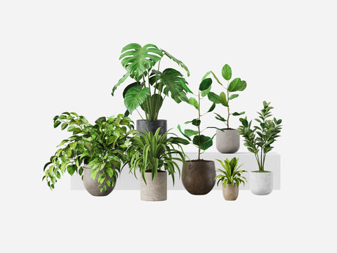 Plant Set 1