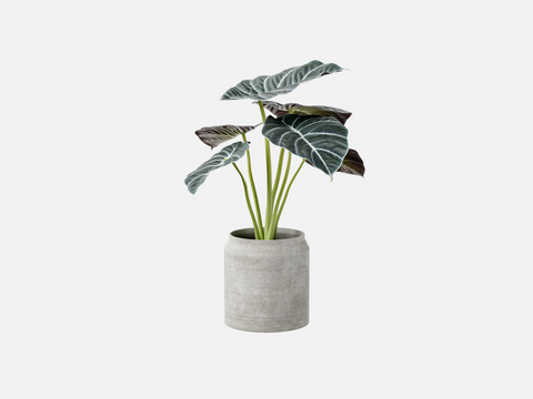 Sample Plant Set
