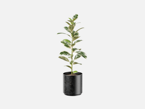 Sample Plant Set