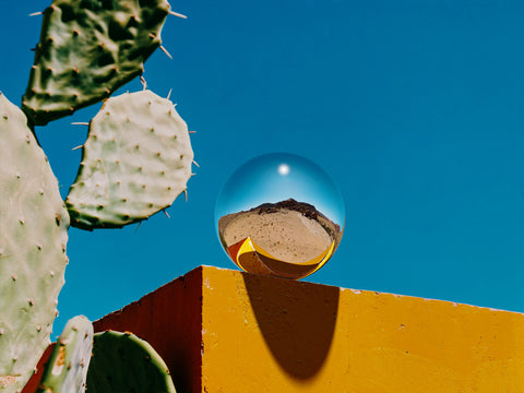 Barbary Fig Cactus