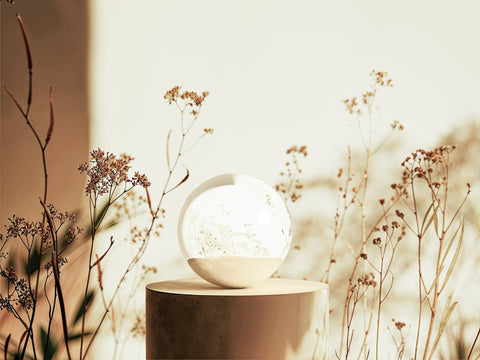 Dry Fennel Podium