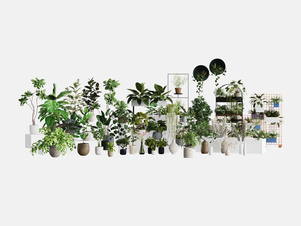 Plant Collection