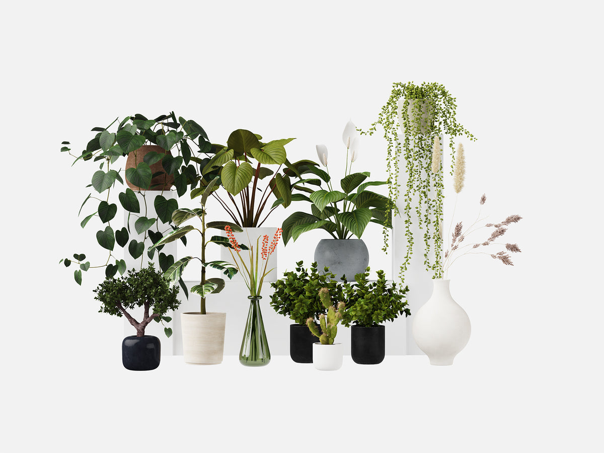 Plant Set 4