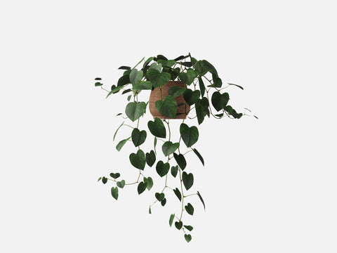 Plant Set 4