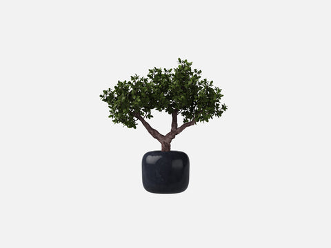 Plant Set 4