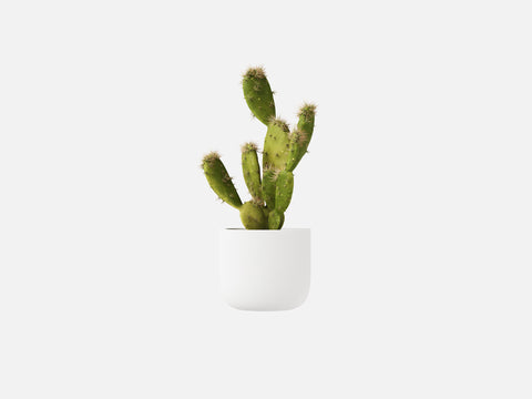 Plant Set 4