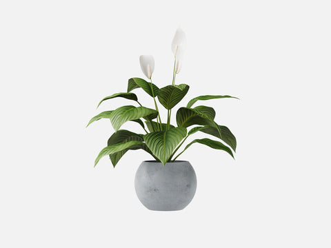 Plant Set 4