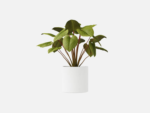 Plant Set 4