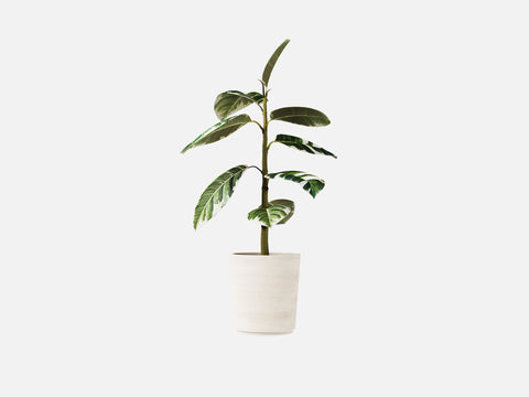 Plant Set 4