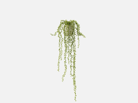 Plant Set 4