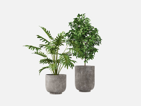 Plant Set 5