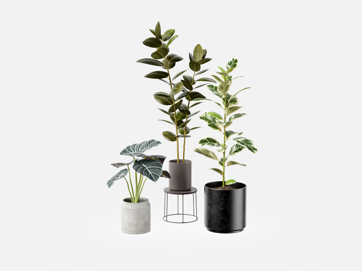 Sample Plant Set